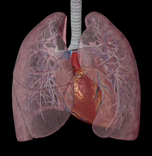 respiration-relationships-lung-vasculature-3